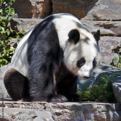 Obraz na płótnie canvas Panda skierowana w lewo
