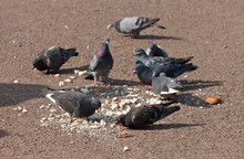 The Flock Of Pigeons