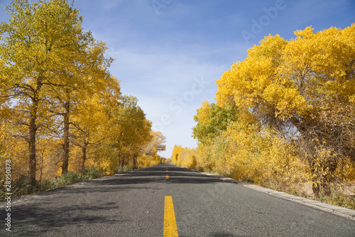 mongolia-wewnetrzna-chiny-ejinaqi-populus-euphratica