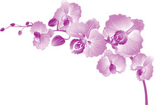 Vectr Illustration Of Purple Orchid.