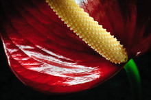 Red Anthurium Flower Close Up