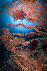 Wall Mural - Sea fan and marine life in the Red Sea.