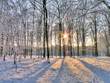 Wintersun in snowy forrest (HDR)