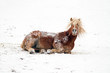 Horse playing in a snowy landscape