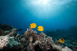 Fototapeta Do akwarium - Masked butterfly fish and tropical reef in the Red Sea.