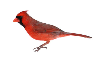 Isolated Cardinal On White