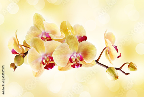 Obraz na płótnie canvas czteroczęściowy "tetraptyk" Żółta orchidea na jasnym tle