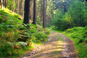 Canvas Print - Nasser Grund Weg - wet ground way 02