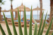 palmen und sonenschirme aus stroh am strand,hurghada,ägypten