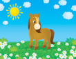 Brown pony walks in a field with chamomiles in sunny day