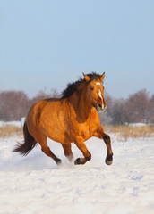 Wall Mural - horse in winter