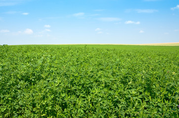 Canvas Print - green lucerne field  blue sky