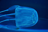 Fototapeta Dmuchawce - box jelly fish