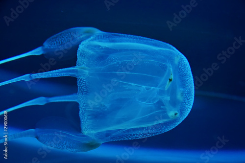 Obraz Dibond box jelly fish