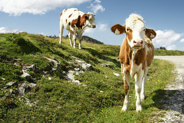 Calf and cow grazing