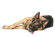© jagodka - German Shepherd resting
