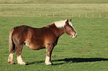 Belgian Draft Horse Profile