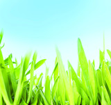Fototapeta Tulipany - Closeup of the green grass