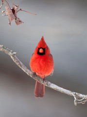 Sticker - Northern cardinal on a branch