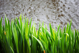 grass