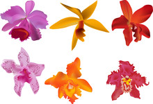 Six Color Orchid On White