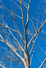Branches Of Burnt Tree Against Blue Sky