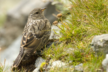 Meadow pipit (Anthus pratensis)