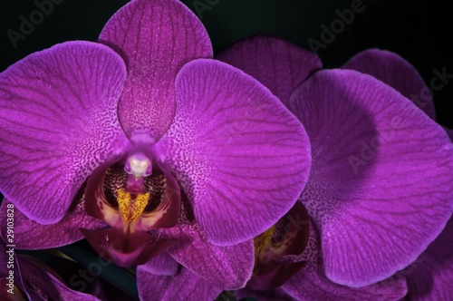 Obraz na płótnie canvas dwuczęściowy "dyptyk" Makro purpurowa orchidea