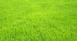 Fußball Rasen Textur - Soccer Grass