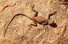 Desert Lizard On The Rock