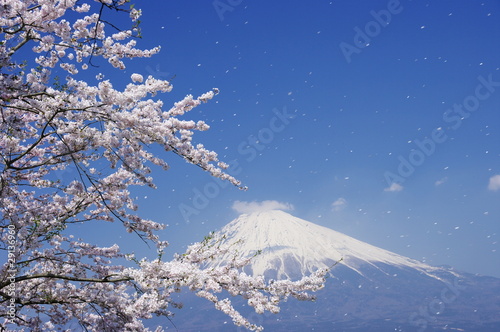 Plakat na papierze fotorealistycznym Mt.fuji z wirującymi płatkami kwiatu wiśni