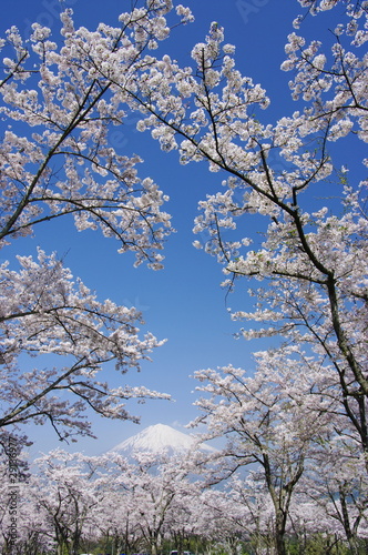 Board z aluminiowym obramowaniem Mt.fuji z kwiatami wiśni