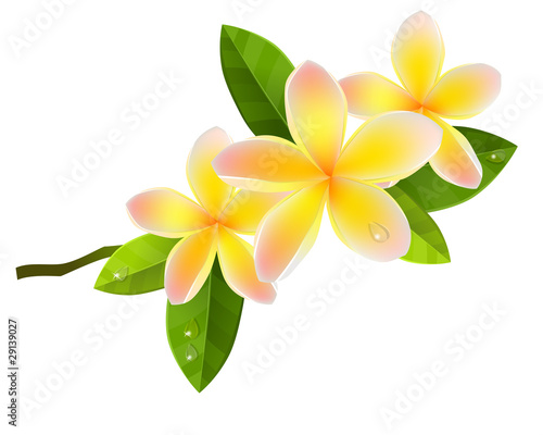 Obraz w ramie Frangiapani pink flowers isolated on white background