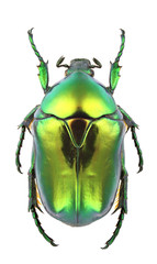 Protaetia aeruginosa