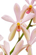 Closeup Pink Orchid