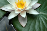Fototapeta Tęcza - White water lily in a pond