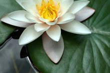 White Water Lily In A Pond