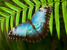 Blue Shiny Butterfly On A Palm Leaf