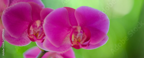 Fotoboard na płycie Orchidea