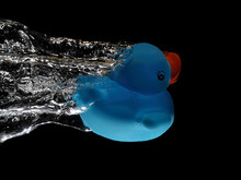 Blue Diving Duck
