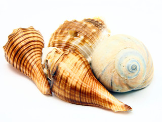 Sea shell with reflection on white background