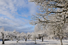 Apple Orchard In Winter With Fresh Snow And Frost