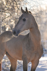 Wall Mural - akhal-teke horse portrait