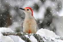 Woodpecker In Snow