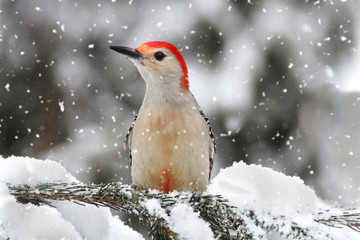 Wall Mural - Woodpecker in snow
