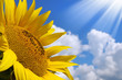 Sunflower over sunny sky background