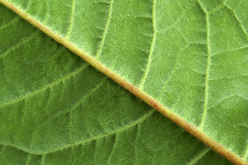 leaf background