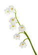 Lily of the valley isolated