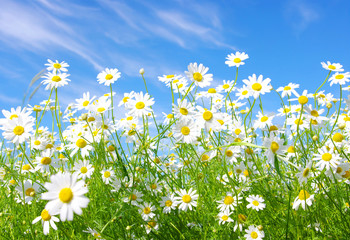 Wall Mural - white daisies