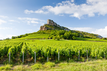 Canvas Print - Solutre Rock with vineyards, Burgundy, France